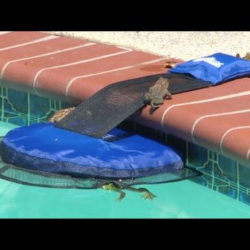 “Frog Log” helps trapped critters out of pools