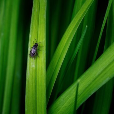 Illuminate Your Outdoor Experience: The GTERT Solar Bug Zapper